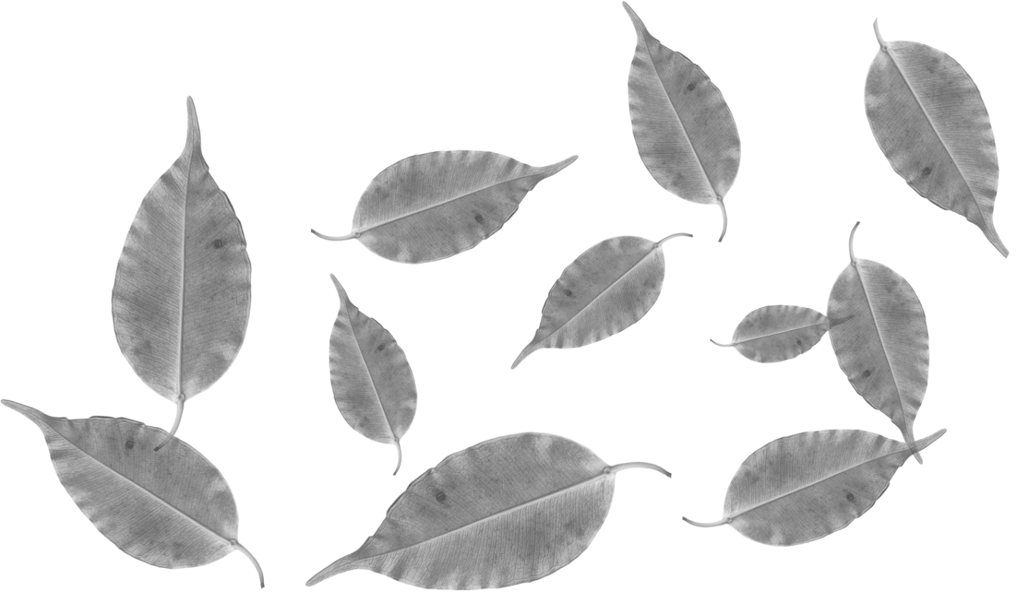 Stichting de Maliebaan